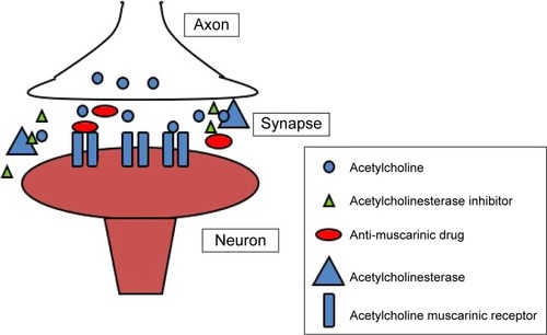 Figure 1 Pharmacodynamic drug–drug interaction in a cholinergic synapse: acetylcholinesterase inhibitor (AChEI) and anti-muscarinic drug.