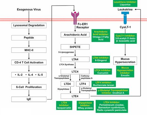 Figure 6 Activation of Viral Induced Leukotriene Initiated Mucus Secretion.