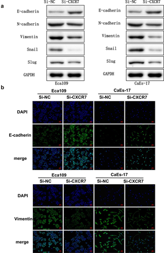 Figure 3. The effect of silencing CXCR7 on cell morphology and the expression of EMT-related proteins. (a) The expression of E-cadherin, N-cadherin, Vimentin, Snail and Slug was evaluated by Western blot. (b) The E-cadherin and Vimentin in Eca-109 and CaEs-17 cells were labeled by IF. Scale bar = 50 μm.