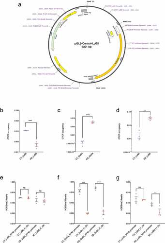 Figure 3. Characterization of CGGBP1-regulated CTCF binding sites in the episomal system. A: Schematic representation of the pGL3-control episomal vector system. Candidate LoB and GoB sites along with approximately 250 bp flanking sequences were cloned upstream of the SV40 promoter. The schematic shows the LoB5 CTCF binding site along with primers used to determine CTCF binding, transcript levels, RNA-Polymerase II, H3K9me3 and H3K27me3 levels at different regions of the episome. B-D: CTCF occupancy at episomal LoB and GoB sites were compared between CT and KD by using primer P3 (cloned CTCF sites forward) and P6 (SV40 promoter reverse). The Ct value for CTCF enrichment was normalized with input and CTCF enrichment is plotted in arbitrary units. Statistical significance was determined by using the unpaired t-test (p-value = 0.05). Episomal LoB5 CTCF binding has shown a strong decrease in CTCF binding in KD (b). CTCF occupancy at the episomal GoB4 site increases significantly (c), similarly, the LoB3 site in the episome shows a significant increase in CTCF binding upon CGGBP1 depletion (d). E-G: H3K9me3 levels at f1Ori and SV40 promoter located upstream and downstream respectively of the episomal CTCF binding sites were compared between CT and KD. The Ct value for H3K9me3 enrichment was normalized with input and H3K9me3 levels are represented as arbitrary units (y-axis). Statistical significance was determined by using the unpaired t-test (p-value = 0.05). H3K9me3 levels are comparable upstream and downstream of the episomal LoB5 site in CT and KD (e). The upstream (f1Ori) of the episomal GoB4 CTCF binding site display comparatively reduced levels of the H3K9me3 than the SV40 promoter in CT. The asymmetric distribution of the H3K9me3 is potentiated in KD (f). Comparable levels of H3K9me3 are observed at f1Ori and SV40 promoter in CT. A strong decrease in H3K9me3 levels at f1Ori increases asymmetry of H3K9me3 levels in the immediate flanks of the episomal LoB3 site in KD