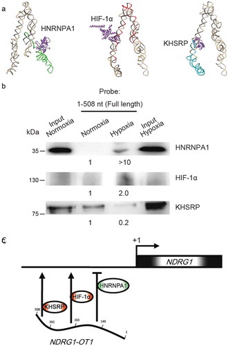 Figure 6. Verification of NDRG1-OT1 interaction with HNRNPA1, HIF-1α, and KHSRP using RNA pull-down assays followed by western blotting. (a) Bioinformatics prediction of docking between NDRG1-OT1 and HNRNPA1, HIF-1α, and KHSRP, respectively. The 3D structure of NDRG1-OT1 was modeled by RNAComposer [Citation52]. Color corresponds to each fragment. 2nd quarter: green; 3rd quarter: red; 4th quarter: cyan. The 3D structure of proteins (purple) was modeled by Phyre2 [Citation35]. The docking prediction was performed by HDOCK [Citation36]. (b) Western blots of HNRNPA1, HIF-1α, and KHSRP after RNA pull-down assays using full length (1–508 nt) NDRG1-OT1 as the probe. (c) Proposed model of NDRG1-OT1 interacting with various proteins to regulate the transcription of NDRG1 under hypoxia.