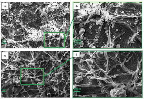 Figure 6. Representative scanning electron micrographs showing the particles on the main vein of leaves (a) and between the main vein and the leaf edge of SOL leaves (c); (b) and (d) correspond to the square areas on (a) and (c), respectively, with higher magnification