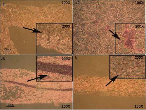 Figure 3. Hematoxylin–eosin staining of EKCs and biological scaffolds shows the in vitro structural organization. In A1, the cell nucleus is not clearly visible and a paving-stone morphology is not apparent. In A2, the number of adherent cells is decrease, nuclei are not apparent, and a paving-stone morphology is absent. A3 shows that cells of uniform size have adhered to the biological scaffold in a polygonal array that has a paving-stone appearance. Panel B shows the biological scaffold without any adherent cells.