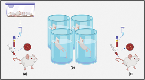 Figure 1. The experimental methodology; (A) The pre-exercise sampling (B) The training protocol in the form of continuous swimming for: Group II: 10 minutes, Group III: 20 minutes, Group IV: 30 minutes (C) The post-exercise sampling.