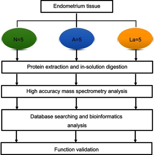 Figure 1 Flowchart of the label-free quantitative proteomic analysis of endometrial tissues.