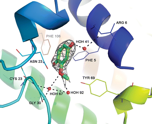 Figure 2. Electron density map of MCW bound at the active site of PLA2. Dashed lines indicate three water-mediated hydrogen bonds with residues of Arg 6, Cys 23 and Gly 30 of the enzyme.