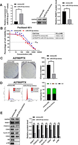 Figure 5 Influence of overexpressing miR-370-3p on paclitaxel resistance, cell proliferation, cell cycle, and signaling pathway in A2780/PTX. (A) The expression level of RAB17 after A2780/PTX cell transfection with miR-370-3p mimics, **p<0.01. (B) Influence of miR-370-3p transfection with mimics on paclitaxel resistance in A2780/PTX cell detected by CCK-8. (C) Influence of miR-370-3p transfection with mimics on cell proliferation in A2780/PTX cells assessed by colony formation assays, **p<0.01. (D) Influence of miR-370-3p transfection with mimics on the cell cycle in A2780/PTX cell detected by flow cytometry assay, *p<0.05, **p<0.01. (E) Influence of miR-370-3p transfection with mimics on the CDK6/RB signaling pathway proteins in A2780/PTX cells detected by Western blotting, **p<0.01.
