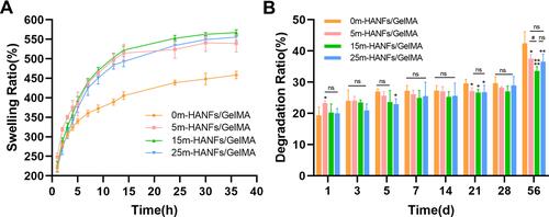 Figure 6 (A) Swelling properties and (B) degradation performance of m-HANFs/GelMA hydrogels with different weight fractions of m-HANFs vs time. Data are presented as the mean ± SD (n = 6). *p < 0.05; **p < 0.01; ****p<0.0001 compared with the 0m-HANFs/GelMA hydrogel. #p < 0.05.