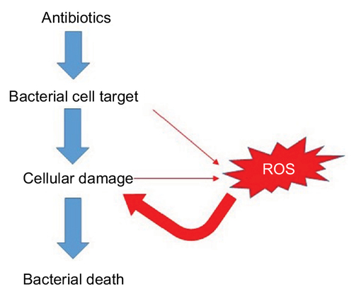Figure 2 ROS induction by antibiotics.