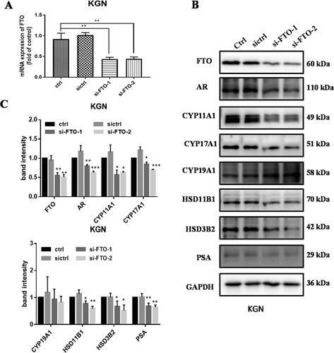 Figure 4. Inhibition of FTO decreased steroid hormone synthetase and androgen receptor (AR) expression in GCs. A mRNA expression of FTO in KGN cells transfected with siRNA targeting FTO. B and C the effect of inhibition of FTO expression to steroid hormone synthetase and AR. Band intensity was calculated by Image J. All experiments were performed three times. Data are presented as the mean ± SD. *p < .05, **p < .01, ***p < .001.