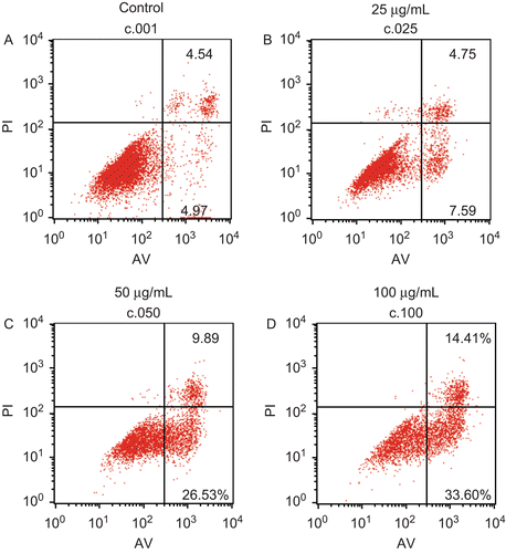 Figure 5.  Effects of EO on apoptosis in HSFs discriminated by AV and PI double staining. After 12 h of treatment with EO, HSFs were labeled with AV and PI and analyzed by a FACSCalibur flow cytometer. The lower left quadrant shows vital cells (double negative). The lower right quadrant indicates early apoptotic cells (AV positive but PI negative). The upper right quadrant represents late apoptotic cells or necrotic cells (double positive).