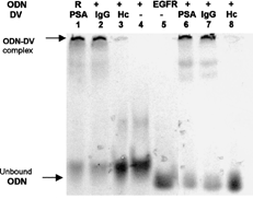 5 Mobility shift assay. Biotinylated ODNs were radioactively labeled with 35S-ddATP and mixed with unlabeled ODN to adjust concentration. A constant amount of ODN (130000 cpm/0.9 nM/binding reaction) was incubated with DVPSA, DVIgG, or DVHC (∼5 μ g). Incubation was carried out at 37°C for 1.5 hr. Twelve percent nondenaturing polyacrylamide gel was run at constant current (100A). The gel was dried and exposed to X-OMAT film (Kodak) for 4 days. As a control ODN alone (Lane 4, Random; [ R], lane 5, EGFR specific) were included in the gel. Lanes 1–3: 35S-Random ODN incubated with DVs. Lanes 6–8: 35S-EGFR-specific ODN incubated with DVs.