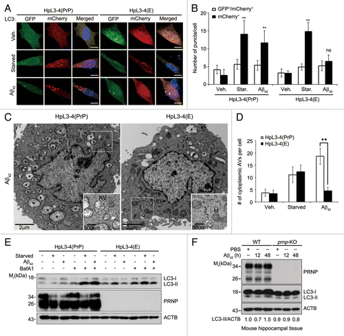 Figure 1. Autophagy induction by Aβ42 is impaired by PRNP deficiency. (A) HpL3-4(PrP) and HpL3-4(E) cells were transfected with mCherry-GFP-LC3 for 24 h and then incubated in serum-free medium (Starved) or treated with 0.5 μM Aβ42 for 12 h. The cells were stained with Hoechst dye and observed under a confocal microscope. Scale bars: 10 μm. (B) The number of cells with mCherry-LC3 and/or GFP-LC3 puncta in confocal images, including (A), was quantified (mean values ± S.D., n = 12; *P < 0.01, **P < 0.005 vs. control cells; ns, not-significant). (C) HpL3-4(PrP) and HpL3-4(E) cells were incubated with 0.5 μM Aβ42 for 12 h and then subjected to electron microscopic analysis. Asterisks indicate autophagic vacuoles (AVs). AV and mitochondria (M) are also shown in enlarged view. (D) The numbers of cytoplasmic AVs were calculated (mean values ± S.D., n = 20; **P < 0.005 vs. control cells). (E) HpL3-4(PrP) and HpL3-4(E) cells were incubated in serum-free medium (Starved) or treated with 0.5 μM Aβ42 for 12 h in the absence or presence of 20 nM bafilomycin A1 (BafA1) for 3 h before harvesting, and the cell lysates were analyzed by western blotting using the indicated antibodies. (F) Three-month-old WT and prnp-KO mice were injected i.c.v. with PBS or 2 μg Aβ42. After 12 and 48 h, hippocampal lysates were prepared and subjected to western blot. The signals on the blot were quantified using densitometric analysis and the relative ratios of LC3-II to ACTB are shown at the bottom of the blot.