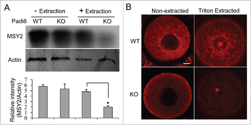 Figure 3. Effect of PADI6 depletion on MSY2 localization in the insoluble fraction of the Padi6 KO oocytes. (A) Western blot showing that Triton X-100 extraction released MSY2 from the insoluble fraction in Padi6 KO oocytes, with actin as a loading control. Histograms represent normalized band densitometry readings averaged from 3 independent experiments. *p < 0.05. (B) Representative confocal images showing the mislocalization of MSY2 in Padi6 KO oocytes after triton extraction. Scale bar, 10 μm.