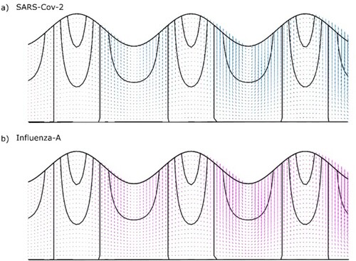 Figure 4. The streamlines of the (a) SARS-CoV-2 and (b) Influenza virus in the bloodstream with the Combined effects of Stokes drag, virtual mass-1, Basset, and gravity.