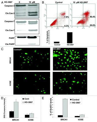 Figure 2. Effect of HO-3867 on apoptosis in BRCA1 ovarian cancer cells. (A) Representative western blot showing a significant increase in cleaved caspase -3, -7 and cleaved PARP after treatment with HO-3867. (B) Flow cytometry with propidium iodide and annexin V. Treatment with HO-3867 showed a significant increase in the number of cells in apoptosis from controls (75.0% vs 12.1%, respectively). Graphical representation of flow cytometry results shown. (C and D) Measurement of intracellular ROS in BRCA1-mutated cancer cells and normal hOSE cells. At baseline there is an increased measure of ROS in BRCA1 cancer cells vs. controls. After treatment with 10uM HO-3867 for 24 h, a significant increase in the number of cells with ROS was detected in BRCA1 cells. This observation, however, was not seen in hOSE cells showing HO-3867 was selective against the BRCA1-mutated cancer cell line while sparing normal, non-cancerous cells. (E) Graphical results from a subG1 analysis after treatment with HO-3867 for 24 h. After treatment, a significant increase in the number of BRCA1 cells remained in the subG1 phase.