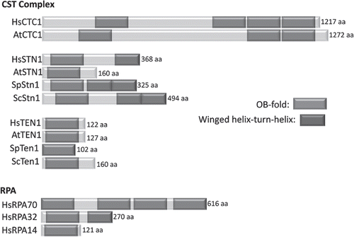 Figure 2 Similar domain structure in CST and RPA. The predicted domain structure is shown for CTC1 from humans and Arabidopsis and STN1 and TEN1 from humans, Arabidopsis, S. pombe and S. cerevisiae. For comparison, human RPA structure is shown.