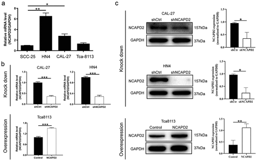 Figure 2. NCAPD2 expression in OSCC cell lines and construction of knockdown and overexpression strains. (A) NCAPD2 expression in four OSCC cell lines. (B) Expression of NCAPD2 mRNA in knockdown cell lines CAL-27 and HN4 and in overexpressing cell line Tca8113. (C) Western blotting of NCAPD2 in knockdown cell lines CAL-27 and HN4 and in overexpressing cell line Tca8113. Data are presented as mean ± SD (n = 3), *p < 0.05, **p < 0.01, ***p < 0.001.