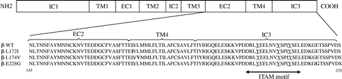 Fig. 1. Amino acid sequences of β-WT, β-L172I, β-L174V, and β-E228G (amino acids 143-235).Notes: The ITAM motif is shown as a double-headed arrow. Tyrosines in the ITAM are underlined. The amino acid residue 172 replacement of Leu to Ile, 174 replacement of Leu to Val, and 228 replacement of Glu to Gly are in bold type.