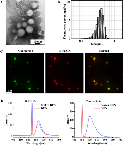 Figure 3 Characteristics of dual-fluorescent nanoparticles (DFPs). (A) Transmission electron microscopy images. (B) Size distribution histogram. (C) Fluorescence microscopy images, coumarin 6 fluorescence was shown in green fluorescence and B-PLGA was shown in red fluorescence while the overlap part was yellow or yellow-green fluorescence. (D) Fluorescence spectra of DFPs in the intact and broken states.