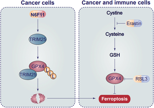 Figure 1. Selective role of N6F11 in inducing ferroptosis in cancer cells. Unlike traditional ferroptosis activators erastin and RSL3, N6F11 can trigger TRIM25-dependent GPX4 degradation in cancer cells, rather than in immune cells.