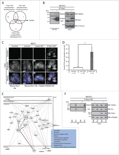 Figure 6. TMOD3 is a novel P-Rex1-enriched Rac1 interactor that binds to FLII in a P-Rex1-dependent manner. (A) Venn diagram comparing proteins that show increased Rac1 binding under P-Rex1 Wild Type (WT) and P-Rex1 GEF-dead mutant (GEF*) together with decreased Rac1 binding under Tiam1 WT expression in ≥ 2 SILAC SF-TAP experiments. TMOD3 is the only protein that exhibits opposing Rac1 binding patterns upon P-Rex1 WT/GEF* and Tiam1 WT expression. (B) StrepII-FLAG Tandem Affinity Purification (SF-TAP) of SF-Rac1 from NIH3T3 cells treated with ethanol (- dox) or 1 μg ml −1 doxycycline (+ dox) to induce expression of SF-Rac1. Co-precipitated endogenous TMOD3 was detected by protein gel analysis. α-Tubulin was used as a loading control. (C) Representative immunofluorescence images of MCF7 cells subjected to the Duolink in situ Proximity Ligation Assay (PLA) following treatment with 1 µg ml −1 dox (+ dox) for 24 hours to induce expression of indicated GEF constructs. Phalloidin and DAPI were used to visualize the actin cytoskeleton and nuclei, respectively. Scale bar= 20 µm. (D) Quantification of the average Duolink PLA signal from indicated number of MCF7 cells described in C ± s.e.m. Student's t-test was performed to determine statistical significance and p-values are shown on graph. NS= non-significant; ***= p ≤ 0.001. (E) Ingenuity protein-protein network cluster of proteins showing increased Rac1 binding upon expression of P-Rex1 WT in ≥ 2 SILAC SF-TAP experiments. Network shown represents one of the generated networks and displays relationships between proteins identified in the screen (*) with other proteins from the Ingenuity database that have similar functions. Additional relationships (red lines) were incorporated in the network based on information from the literature. Bold lines were used to highlight TMOD3 protein interactions and relationships. (F) Endogenous FLII immunoprecipitation (IP) from NIH3T3 cells transduced with the dox-inducible P-Rex1 WT expression system following treatment with ethanol (- dox) or 1 µg ml −1 dox (+ dox). Co-precipitated endogenous TMOD3 was detected by protein gel blot analysis. α-Tubulin was used as a loading control. Quantification of FLII-bound TMOD3 was assessed using the ImageJ software and normalized to α-Tubulin and total TMOD3 levels in the input. The normalized integrated density detected in the – dox FLII IP sample was set as one highlighting a 2-fold increase in FLII-TMOD3 binding upon expression of P-Rex1 WT as indicated.