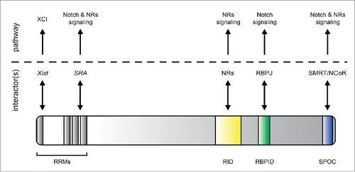 Figure 2. Schematic representation of SHARP and its functional network. SHARP is characterized by RNA recognition motifs (RRMs), the nuclear receptor interaction domain (RID) the RBPJ interaction domain (RBPID) and the SPOC domain. The RRMs of SHARP interact with the long non-coding RNAs Xist and SRA (steroid receptor coactivator). Xist links SHARP to X chromosome inactivation (XCI), whereas SRA involves SHARP in the regulation of the nuclear receptors (NRs)- and Notch signaling. The RID involves SHARP in NRs signaling, whereas the RBPID links SHARP to Notch signaling. The SPOC domain interacts with SMRT/NCoR linking SHARP to both NRs- and Notch-signaling. Additionally, the SPOC domain can interact with KMT2D, CtIP/CtBP and ETO (not shown).