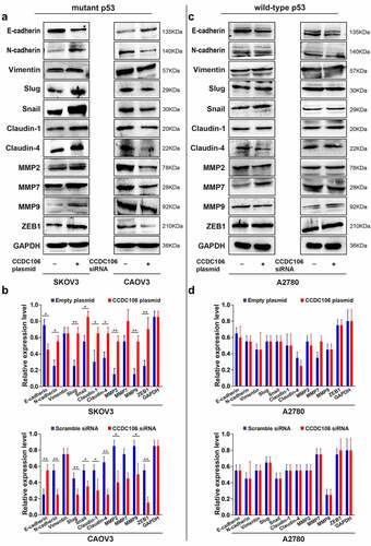 Figure 5. Effects of CCDC106 on the expression of EMT-related markers in mutant and in wild-type p53 ovarian cancer cells. (a, b) Representative western blot analysis of the effects of overexpression or knockdown of CCDC106 EMT-related protein levels in SKOV3 and CAOV3 cells, respectively. (c, d) Representative western blot analysis of the effects of overexpression or knockdown of CCDC106 EMT-related protein levels in A2780 cells. All experiments were repeated three times. Data represent means ± SD of three independent experiments: *p< 0.05, **p < 0.01.