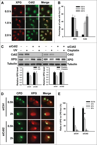 Figure 4. Cdt2 is responsible for XPG degradation upon DNA damage. (A and B) Cdt2 is recruited to the UV-induced DNA damage sites. HeLa cells were UV irradiated at 100 J/m2 through a 5 μm isopore filter and maintained in medium for the indicated time periods. The cells were fixed and double immunostained with anti-XPG (red) and anti-Cdt2 (green) antibodies (A), as described in Materials and Methods. The total number of cells with foci was counted from at least 5 separate fields, and the percentage of cells with foci was calculated and plotted. (B) Bar: SD. (C–E) Cdt2 is required for UV and cisplatin-induced XPG degradation. HeLa cells were transfected with either control or Cdt2 siRNA for 48 h, UV irradiated at 40 J/m2 or treated with cisplatin at 100 μM for 1 h. Cells were further cultured for 2 h, whole cell lysates were prepared and subjected to immunoblotting to detect the expression levels of XPG and Cdt2. Tubulin was used to serve as a loading control. The levels of total XPG in each lane were quantified and normalized to the tubulin and then to the initial amount of XPG. Data from 3 independent experiments were plotted at the bottom. (C) HeLa cells growing on coverslips were transfected with either control or Cdt2 siRNA for 48 h, UV irradiated at 100 J/m2 through a 5 μm isopore filter and maintained in medium for 0.5, 2, 4 and 8 h. The cells were fixed and double immunostained with anti-CPD (green) and anti-XPG (red) antibodies. (D) The total numbers of XPG and CPD foci were counted from at least 5 separate fields, the ratios of XPG to CPD foci were calculated and plotted. (E) Bar: SD, *: P < 0.05 compared with siCtrl 2 h.