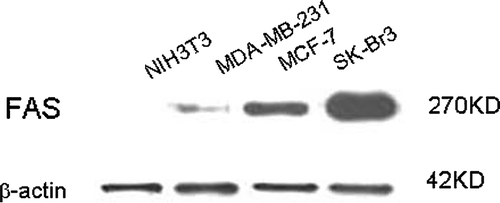 Figure 1.  The expression of FAS protein in three breast cancer cell lines and normal fibroblast cells by western blotting analysis. Equivalent amounts of the supernatants were loaded to express FAS and β-actin. 6% SDS-PAGE was used in FAS protein analysis due to its large molecular. 12% SDS-PAGE was used to detect β-actin.