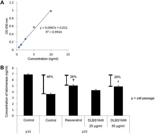 Figure 3 Effect of DLBS1649 on telomerase levels during aging. (A) Standard curve of telomerase quantification with R2=0.992. (B) Concentration of telomerase following several treatments on cell passages 13 and 23. †p<0.05.