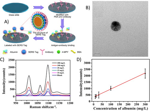 Figure 6. (A) Illustration of the SERS-based methods for the detection of albumin. (B) TEM image of SERS tag. (C) SERS spectra (from 950 to 1200 cm−1) of albumin with different concentrations. (D) Linear relationship between SERS intensity and albumin concentration. Copyright of Elsevier. Adapted with permission of Elsevier from Huang et al.[Citation153]