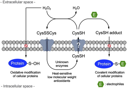 Figure 6. Scheme for the negative regulation of oxidative and electrophilic stress by extracellular cysteine.