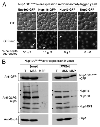 Figure 2. The prion-like region of Nup100 forms insoluble aggregates that sequester endogenous GLFG nups. (A) Mislocalization of endogenous nups by overexpressed Nup100201–400. Yeast containing a chromosomal fusion of Nup100, Nup116, Nup49 or Nup2 with GFP were transformed with a plasmid that overexpresses Nup100201–400. The percent of cells with cytoplasmic nup aggregates (n > 400) is shown below the pictures. Standard deviation (± ) is from two independent experiments. The arrowheads point to cytoplasmic nup aggregates in cells, next to the more typical nuclear rim fluorescence pattern of the nup (B) Aggregation of endogenous nups induced by overexpressed Nup100201–400. [rnq-] and [RNQ+] cells overexpressing Nup100201–400-CFP were lysed and cleared of unbroken cells by centrifugation at 2,000 x g. The low speed supernatant fraction (T) was fractionated further at 12,000 x g into medium speed supernatant (MSS) and pellet (MSP) fractions. Proteins in each fraction were resolved by SDS-PAGE, and the presence of Nup100201–400-CFP, Gsp1 and endogenous GLFG nups were detected by western blotting with anti-GFP, anti-Gsp1, or anti-GLFG nup antibodies. The black dots on the gel frames mark the position of 116, 97 and 68 kDa molecular weight markers.