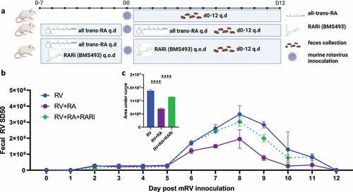Figure 3. Direct retinoic acid (RA) administration impeded RV infection in a RAR-dependent manner. Conventional C57BL6 mice were orally administered all-trans retinoic acid (RA) 300ug or vehicle (10% DMSO in corn oil) every day (q.d.) for 7 days pre- and post-RV inoculation. (a) Experiment approach. (b) ELISA measure of fecal rotavirus shedding levels over time, normalized to sample weight. (c) Areas under the curve analysis of (b). Results are mean ± SD. Data represent two independent experiments with four to five mice per group that yielded similar results. **** p < .0001.