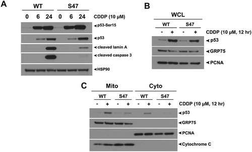 Figure 1. The S47 variant of p53 is impaired for transcription-independent apoptosis and mitochondrial localization of p53 in response to cisplatin.(A) WT and S47 MEFs were treated with 10 μM CDDP for 0, 6, 24 hours and subjected to analysis by western blot using antibodies for the proteins indicated. HSP90 is included as a loading control. The data depicted are representative of three independent experiments from several independent MEF cultures of each genotype. (B,C) Western blot analysis of whole cell lysate (WCL) (B) and lysate from purified mitochondria (Mito) versus cytosolic fraction (Cyto) (C) isolated from WT and S47 MEFs untreated or treated with 10 μM CDDP for 12 hours. Lysates were probed for the mitochondrial proteins HSPA9 (GRP75) and cytochrome c, and the nuclear/cytosolic protein PCNA as an assessment of purity.