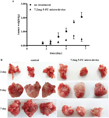 Figure 3.  Inhibitory effects of 5-FU from the PLGA micro-device at a dose of 7.2mg. (A)The 5-FU micro-device showed tumor reduction compared with no treatment (P < 0.05) on day 4, 5, 6 and 7 after implant administration. And the tumor weights were not statistically different between 5-FU micro-device group and control group on day 2 and 3 after administration (P > 0.05). All data are expressed as mean ± S.D. (n = 5). (B) Representative photographs of S180 cell xenografts tumor in bearing tumor mice of control group and micro-device group loaded 7.2 mg 5-FU on day 2, 5 and 7 after administration.