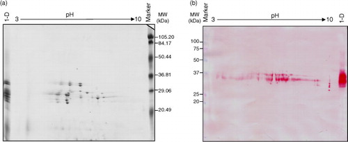 Fig. 3 Bi-dimensional analysis of avenin protein extracts from oat accession OE717. (a) Proteins were separated by isoelectric focusing (IEF) and SDS–PAGE, and then stained using Coomassie Brilliant Blue (CBB). (b) 2-D gel electrophoresis was transferred onto a nitrocellulose membrane and exposed to G12 moAb. Lane 1-D: avenin protein extract separated by SDS–PAGE. Lane MW, molecular weight markers (in kDa).