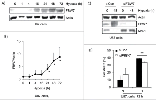 Figure 4. E3 ligase FBW7 expression is increased in hypoxia and contributes to Mcl-1 degradation. (A) U87 cells were placed under hypoxia for a 72 hour time course. Cells were lysed and western blotted for FBW7 expression. Actin was used as a loading control. (B) Densitometry was performed on FBW7 and actin to determine the fold increase in expression. (C) U87 cells were transfected with control siRNA (siCon) and siRNA against FBW7 (siFBW7). Cells were placed under hypoxia for 48 hours and lysed. Lysate was western blotted for FBW7 and Mcl-1 levels and actin was used as a loading control. (D) The amount of cell death was determine by trypan blue exclusion assay where N=normoxia and H=hypoxia at 72 hours. * represents statistically significant differences between normoxia and hypoxia. Error bars represent standard error of 3 independent experiments.