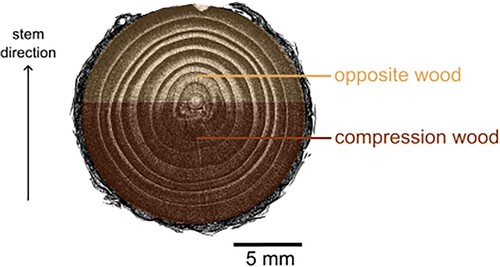 Figure 1. Cross-section view of a branch of Norway spruce with compression wood and opposite wood taken by μCT scanning. The arrow showing the stem direction indicates the growth direction of the main stem of the tree.