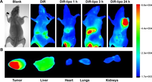 Figure 6 Distribution of DiR-loaded liposomes in nude mice bearing MCF-7 tumors. MCF-7 cells (1×107) were injected subcutaneously into the right armpit of nude mice. When tumors were ~500–600 mm3 in size, the in vivo fluorescence imaging system was used to observe the real-time distribution of DiR-loaded liposomes. Mice were administered DiR-loaded liposomes or free DiR, with a DiR dose of 0.2 mg/kg, via tail vein injection, and scanned at 1, 4, and 24 h using the Bruker MI SE (Bruker Biospin Corporation, Woodbridge, CT, USA). Then, the mice were sacrificed via cervical dislocation at 24 h, and the tumor, heart, liver, lungs, and kidneys were harvested for ex vivo imaging. (A) The real-time distribution of DiR or DiR-loaded liposomes in nude mice. (B) Ex vivo fluorescence images of different organs harvested from the mice at 24 h postinjection.Abbreviation: Blank, no drugs.