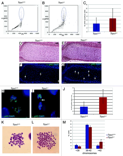 Figure 2.Trps1-/- chondrocytes display aberrant mitosis. (A–C) Representative flow cytometry of primary chondrocyte cultures from wild-type (A) and Trps1-/- mice (B) stained with α-pH3 antibody and Propidium Iodide (PI) revealed increased numbers of pH3-positive cells in Trps1-/- mutants. (C) Statistic evaluation of pH3 measurement (n =5; p* = 0.018). (D and E) Hematoxylin-Eosin (HE) staining of paraffin sections of E16.5 wild-type and Trps1-/- ulnae showing the region of proliferating chondrocytes. Parallel sections (F and G) were used for immunofluorescent detection of pH3-positive, mitotic cells (green) in wild-type (F and H) and Trps1-/- mice (G–I). (J) The statistic evaluation of the pH3-positive cells in vivo revealed increased numbers of mitotic cells (green, arrows) in Trps1-/- mutants. (n =5; p* = 0.025). (H and I) DAPI counterstaining of this sections showed asymmetric chromatin segregation in mitotic chondrocytes of Trps1-/- mutants (I, arrow). (K and L) Giemsa stained chromosome spreads of wild-type (K) and Trps1-/- mice (L) revealed increased numbers of aneuploid cells in Trps1-/- mutants. (M) Statistic evaluation of chromosome numbers in mitotic cells (n =4, 50 mitoses each; p* = 0.0028). Scale bar: 100 µm, (F and G), 10 µm, (I and J).