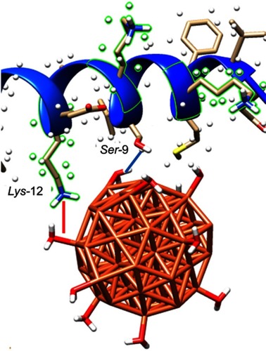 Figure 8 α-synuclein residues surrounding azero valent iron (ZVFe) NP are displayed. Hydrogen bond within 4 Å is shown as a blue line between the hydrated ZVFe NP and Ser-9, and electrostatic interaction within 4 Å is depicted as red line with Lys-12.