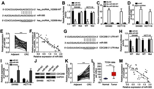 Figure 3 Hsa_circRNA_102958 was a sponge for miR-585 and miR-585 targeted CDC25B. (A) Analysis of binding sites with miR-585 in hsa_circRNA_102958. (B) Luciferase reporter assay indicated that hsa_circRNA_102958-WT reporter activity was inhibited by miR-585 mimics. (C) RNA pulldown assay indicated that biotin-labeled miR-585-WT precipitated hsa_circRNA_102958 in SW480 and HCT116 cells. (D) Hsa_circRNA_102958 silencing promoted miR-585 expression in SW480 and HCT116 cells. (E) miR-585 expression was downregulated in colorectal cancer (CRC) tissues. (F) miR-585 expression was negatively correlated with hsa_circRNA_102958 in CRC tissues. (G) Analysis of binding sites with miR-585 in CDC25B 3ʹ-UTR. (H) Luciferase reporter assay indicated that CDC25B 3ʹ-UTR-WT reporter activity was inhibited by miR-585 mimics. (I and J) CDC25B expression was suppressed by miR-585 mimics. (K) CDC25B expression was upregulated in CRC tissues by quantitative real-time PCR. (L) Based on TCGA data, CDC25B expression was increased in CRC tissues. (M) CDC25B expression was reversely correlated with miR-585 in CRC tissues. **P<0.01 and ***P<0.001.