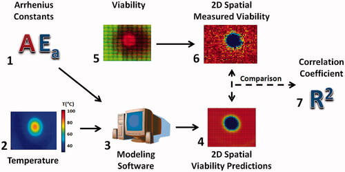 Figure 2. Methodology used to obtain the spatial comparison between Arrhenius generated spatial viability predictions, and spatially measured viability response. Viability response and temperature profiles were fit with the Arrhenius model (1). The Arrhenius parameters Ea and A which best fit the system were identified as that system’s Arrhenius parameters. These Arrhenius parameters were combined with spatio-temporal temperature profiles (2) using custom modelling software (3) to generate spatial viability predictions (4). Meanwhile the original fluorescent images (5) were used to generate spatial viability contours (6). The difference between the 2D predicted viability contours and the measured viability were determined and used to generate correlation coefficients between each system and the measured viability (7).