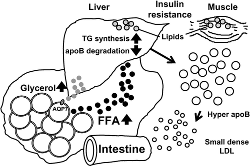 Figure 3. Visceral fat accumulation and hyperlipidemia. A large amount of FFA reaches the liver where it activates triglyceride(TG) synthesis. FFA inhibits intrahepatic degradation of apoB, resulting in overproduction of VLDL. Prolonged overnutrition causes lipid accumulation in visceral fat, liver, and muscle, resulting in insulin resistance.