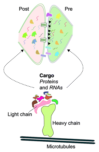 Figure 1. Kinesin-mediated transport of RNAs and protein regulate synaptic transcriptome and proteome. Molecular motor kinesin mediate transport of organelles, proteins and RNAs. Biochemical and genomic analysis of kinesin complexes from Aplysia has identified several proteins and RNAs as cargos transported to distal neuronal processes. Kinesin cargos regulate composition of transcriptome and proteome. Furthermore, kinesin cargos mediate several functions at the synapse such as formation of active zones, trans-synaptic signaling complexes, cytoskeletal re-arrangements, regulation of local translation, and signal transduction. Cartoon represents components of the transport machinery. Irregular shapes and squiggly lines represent protein and RNA cargos transported to pre and post-synaptic compartments.