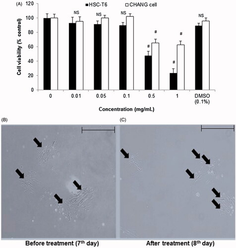 Figure 1. Cell viability assay on Chang liver/HSC-T6 cells and morphological changes in primary HSCs on treatment with CCE. (A) Chang liver and HSC-T6 cells were incubated with CCE at indicated concentrations for 24 h and the cell viability was determined by MTT assay. (B) Primary HSCs were cultivated for 1 week and exposed to the CCE 0.1 mg/mL for 24 h (C). Pictures were taken after 24 h treatment with CCE. Magnification was 100×. Arrows indicate HSCs. The data are expressed as means ± S.E.M. (n = 10), using one-way analysis of variance (ANOVA) followed by Student’s t-test. #p < 0.05, compared with control group. NS: not significant compared with control group.