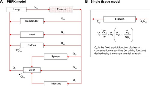 Figure 2 Whole-body PBPK modeling scheme used in this study.Notes: (A) Whole-body PBPK model consisted of heart (ht), liver (li), spleen (sp), lung (lu), kidney (kd), intestine (in), and remaining tissues (rm). (B) Schematic illustration of the single-tissue model approach.Abbreviation: PBPK, physiologically-based pharmacokinetic.