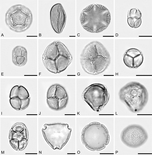 Figure 2. Photomicrographs of some pollen types present in honey samples of Apis mellifera L., from Nova Soure, state of Bahia, Brazil. A. Amaranthaceae: Alternanthera type. B. Arecaceae: Syagrus coronata. C. Lamiaceae: Salvia type. D–M. Mimosaceae: D, E. Mimosa arenosa. F, G. Mimosa quadrivalvis. H. Mimosa sensitiva. I, J. Mimosa tenuiflora. K, L. Mimosa ursina (monad). M. Piptadenia moniliformis. N. Rhamnaceae: Ziziphus joazeiro. O, P. Rubiaceae: Borreria verticillata. Scale bars – 10 μm.